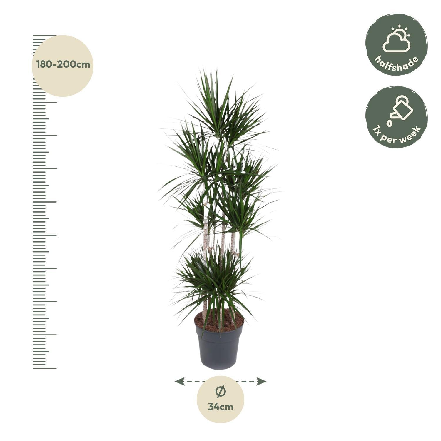 Dracaena Marginata Carrousel - 190 cm - ø34