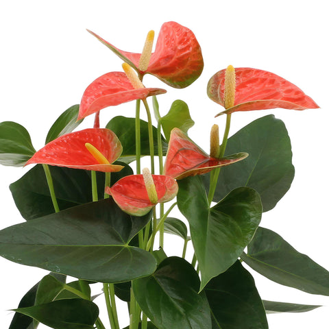 Anthurium Andreanum Prince of Orange inkl. PURE Korb - 45cm - Ø12