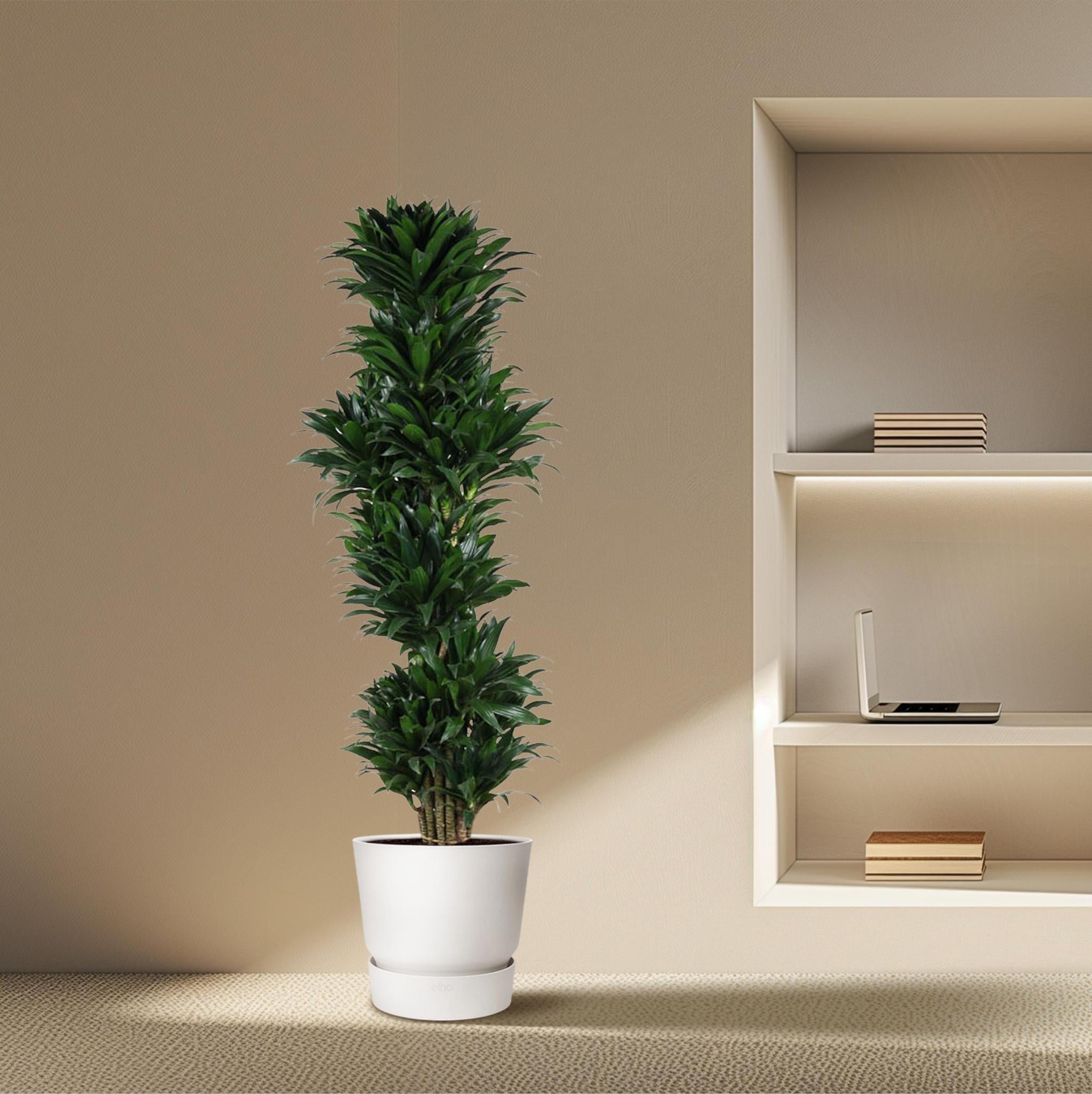 Dracaena Compacta verzweigt - 170 cm - ø34