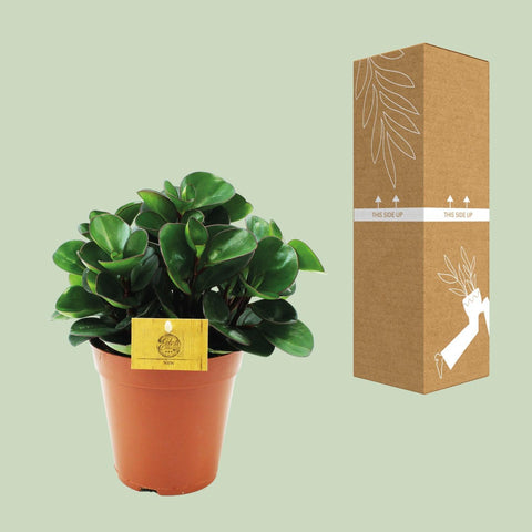 Peperomia Burning Bush - Ø15cm - ↕25cm