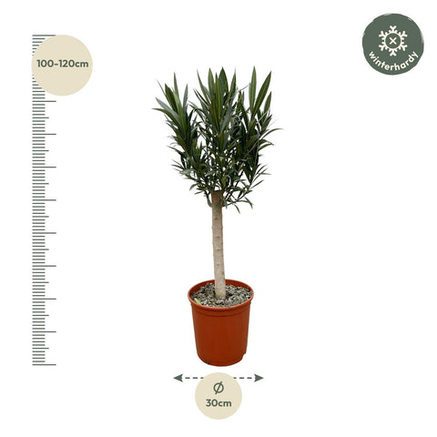 Nerium Oleander auf Stamm mit roten Blüten - 110cm - Ø22