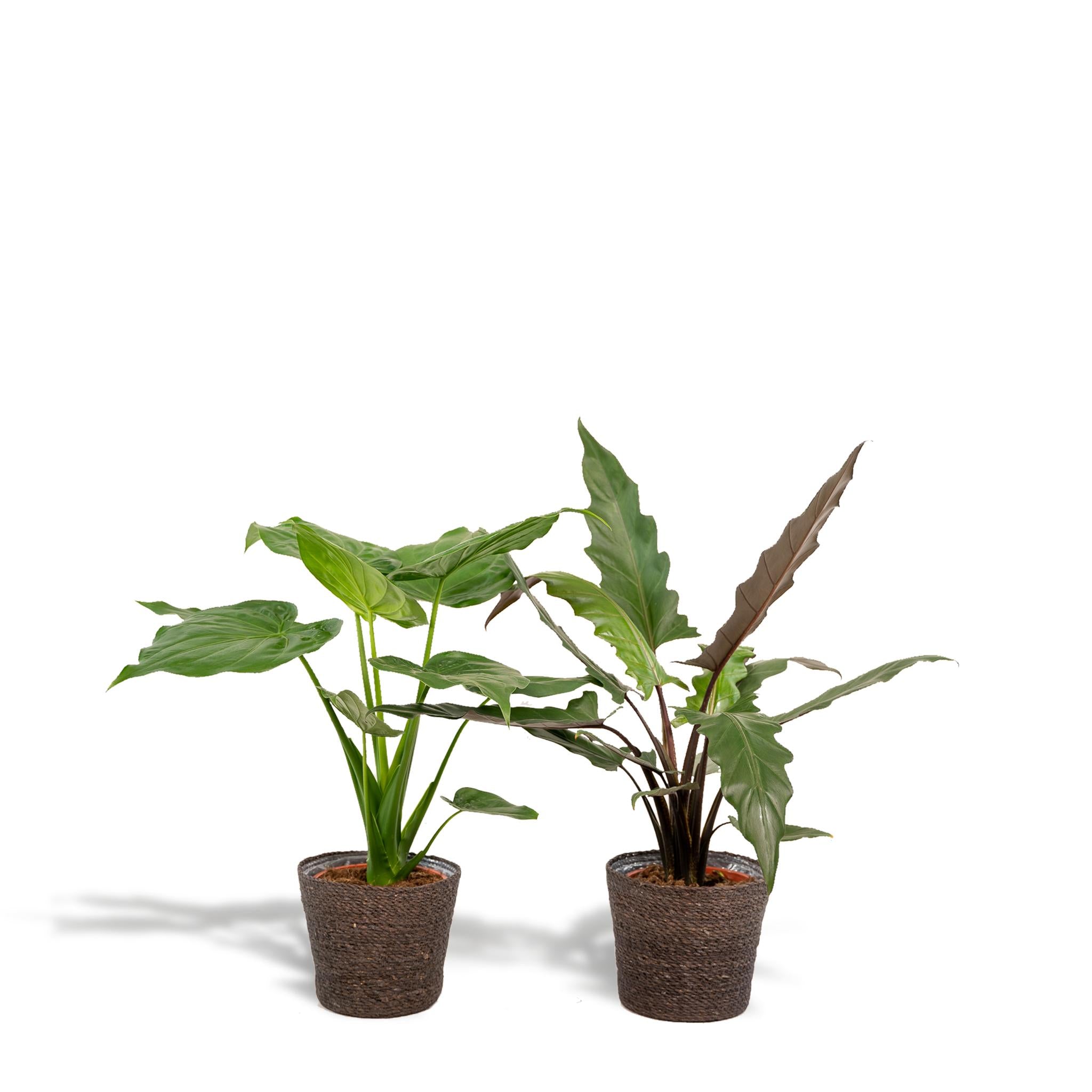 Alocasia Cucullata - Ø19cm - ↕60cm + Alocasia Lauterbachiana - Ø19cm - ↕75cm + Korb Igmar