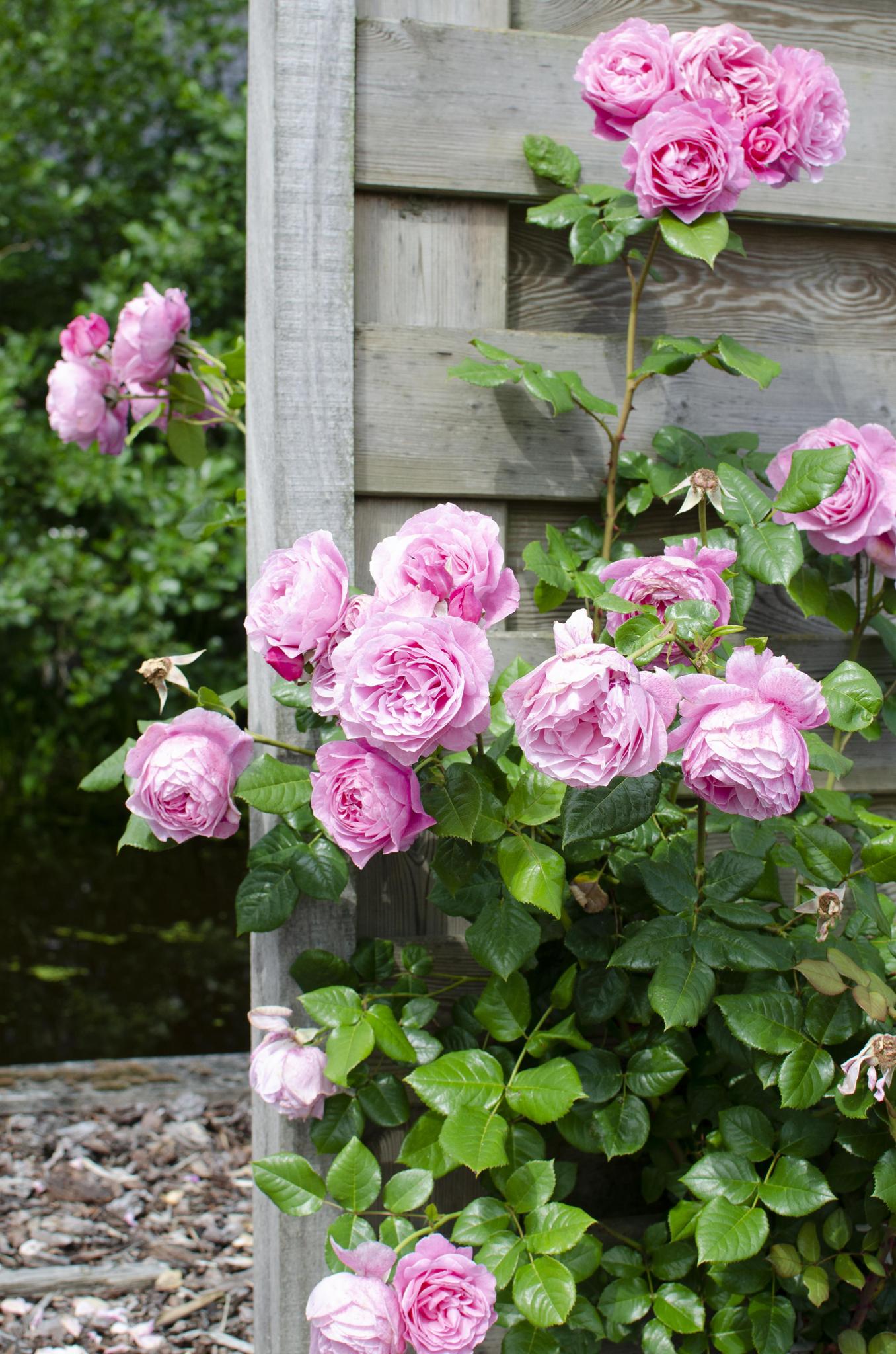 Rosa Crazy in love 'Pink' - Rosa Rose