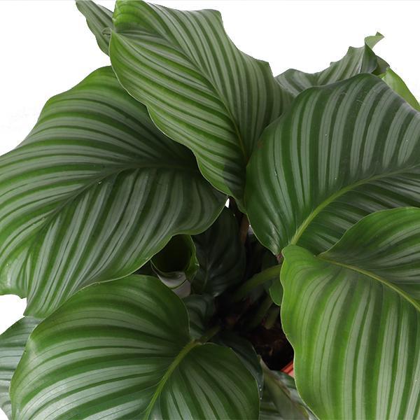 Calathea Orbifolia Ø21cm - ↕70cm in Boule Oliv Topf