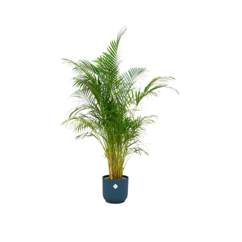 Kombi-Angebot - Areca-Palme inkl. elho Vibes Fold Rund Blau Ø30 - 160 cm