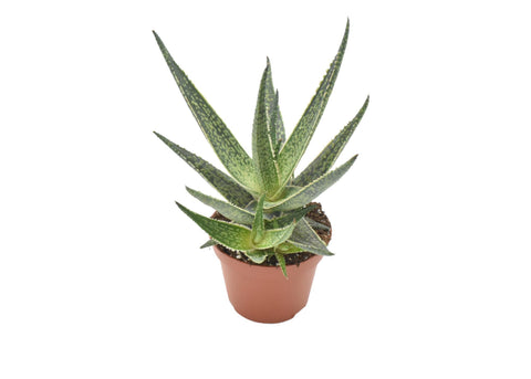 Aloe Riana - Ø10,5 ↕15