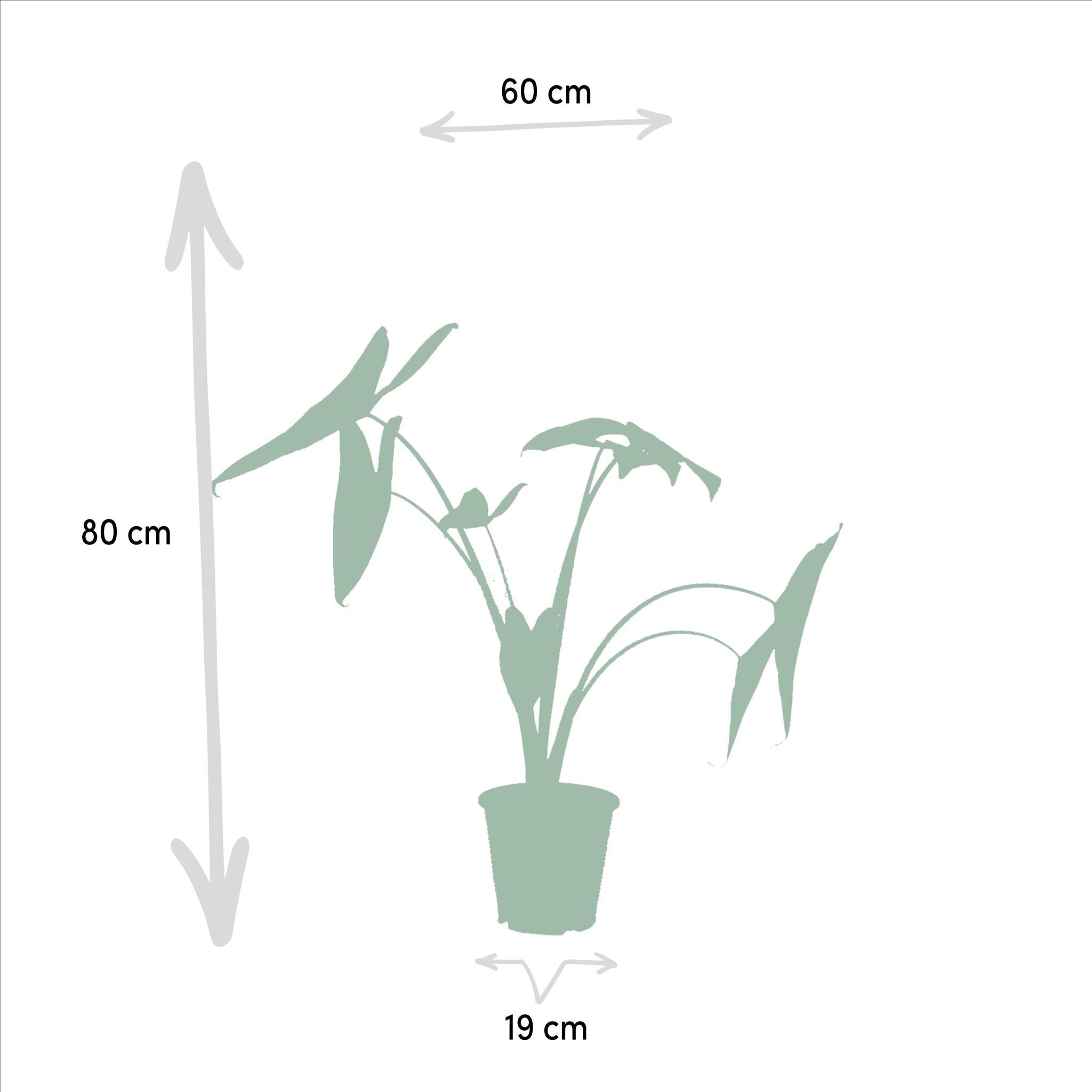 Alocasia Zebrina - Ø19cm - ↕75cm + Alocasia Lauterbachiana - Ø19cm - ↕75cm