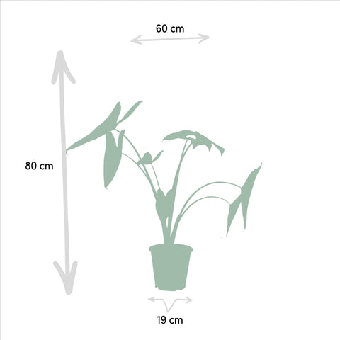 Alocasia Zebrina - Ø19cm - ↕75cm + Alocasia Lauterbachiana - Ø19cm - ↕75cm