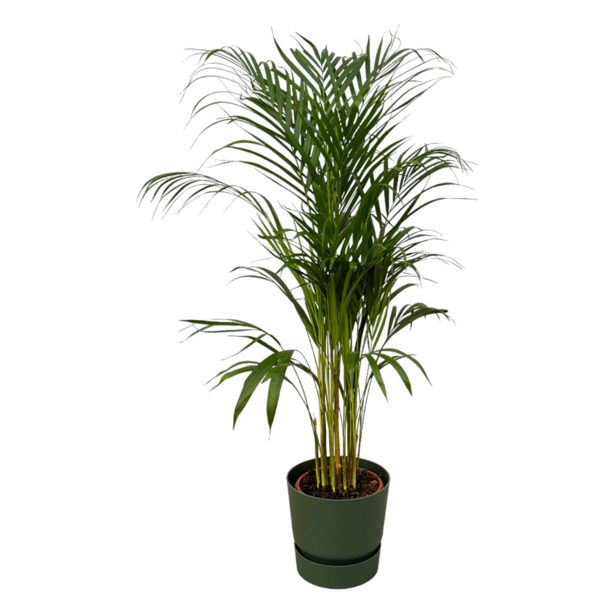 Areca Palme - ↨85cm - Ø19cm inkl. elho Greenville Rund Grün D24xH23