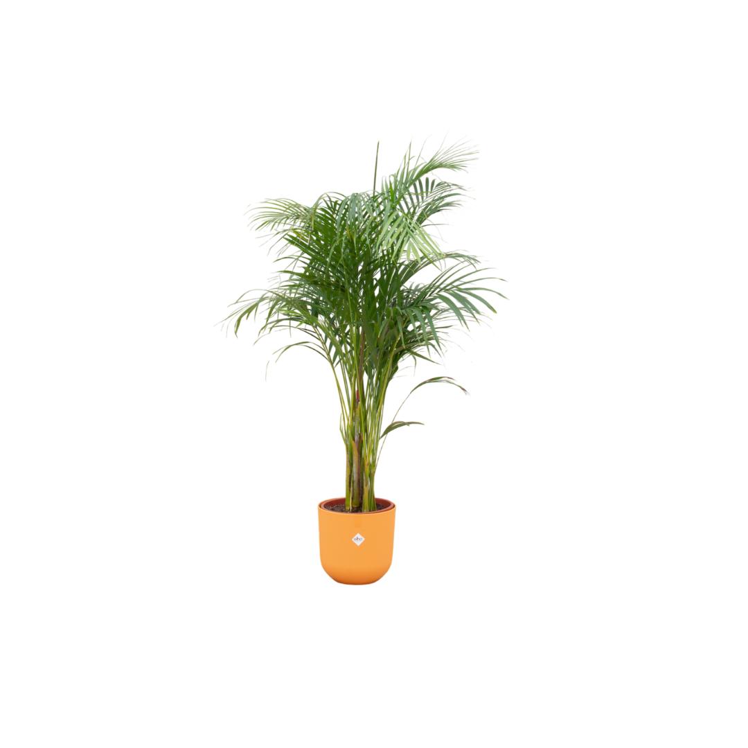 Kombi-Angebot - Areca-Palme inkl. elho Jazz Rund Gelb Ø26 - 140 cm