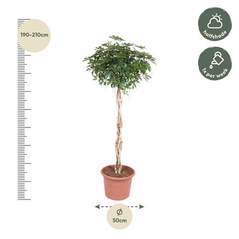 Schefflera Arboricola Compacta geflochtener Stamm - 200 cm - ø50