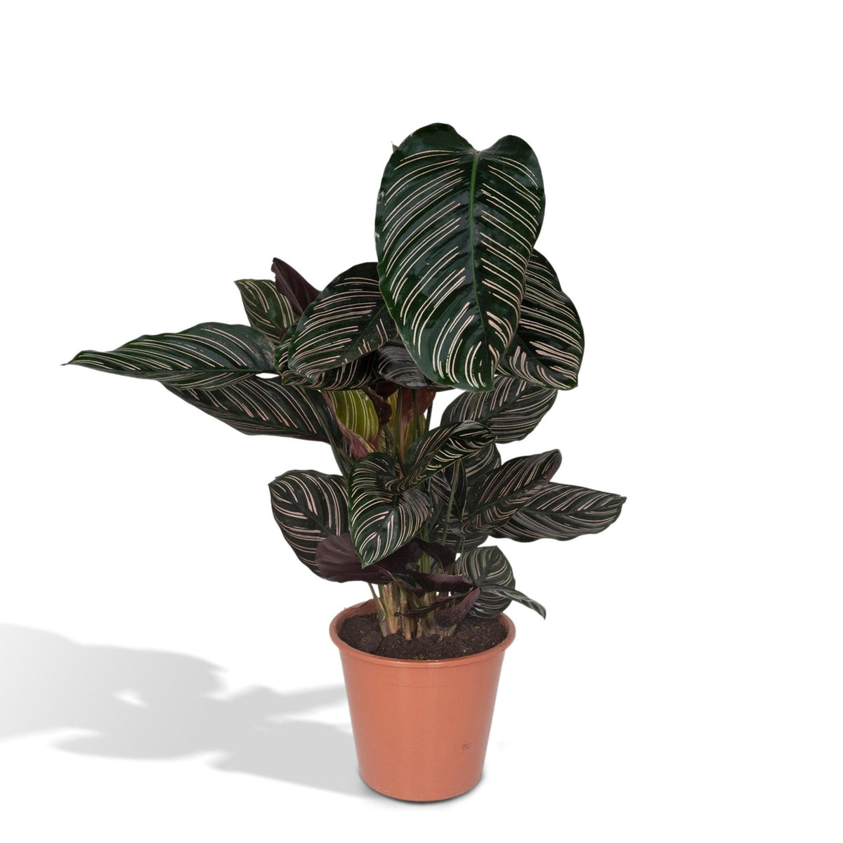 Calathea Ornata - Ø19 - ↨75cm