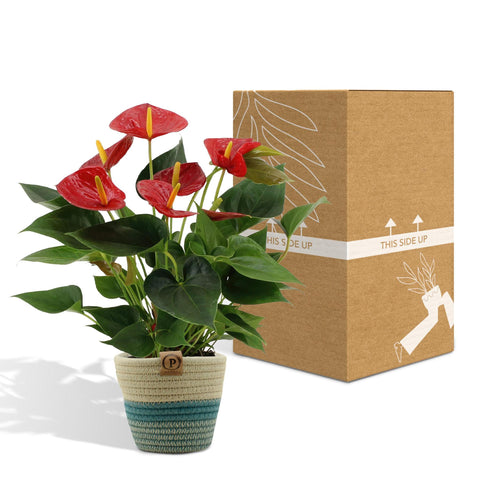 Anthurium Andreanum Diamond Red inkl. PURE Korb - 45cm - Ø12