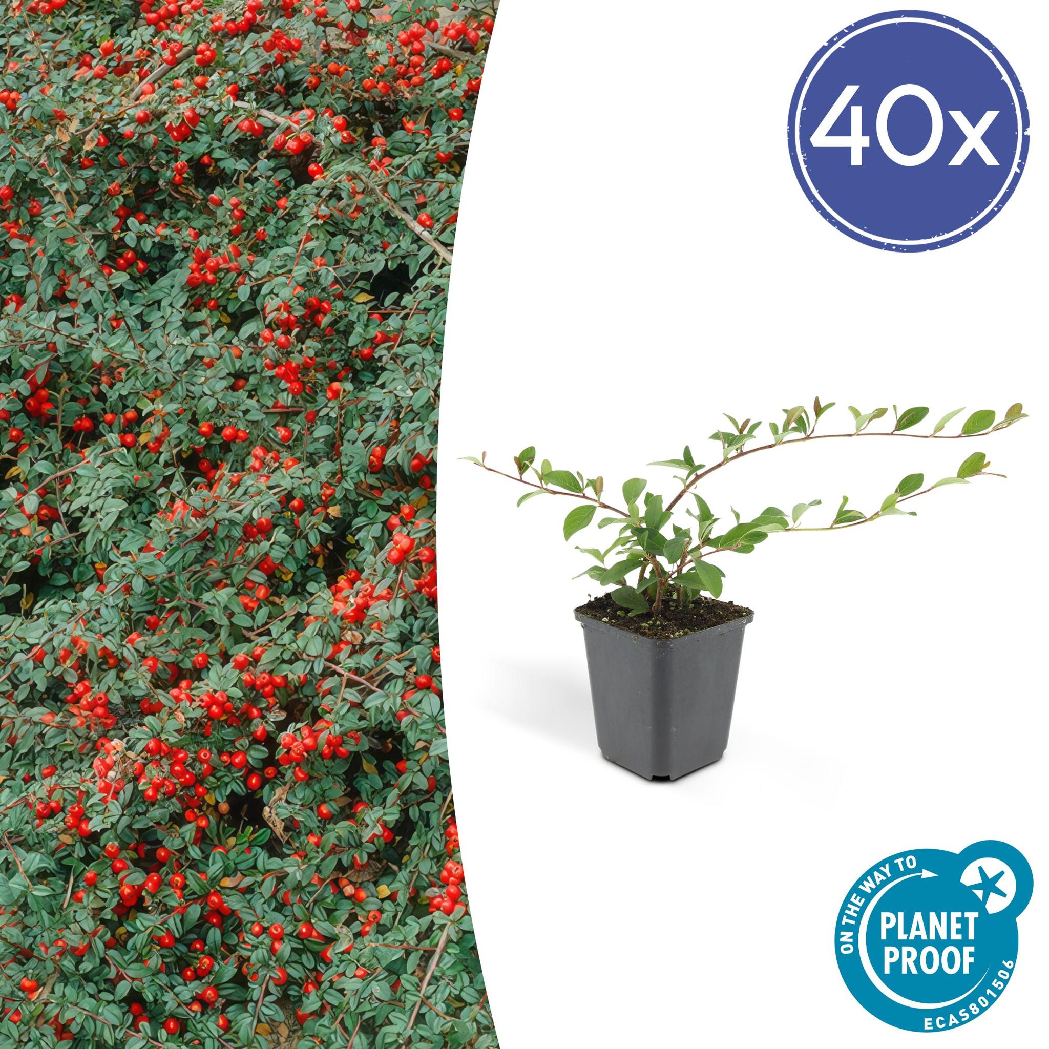 6x Cotoneaster dammeri - ↕10-25cm - Ø9cm - 40x