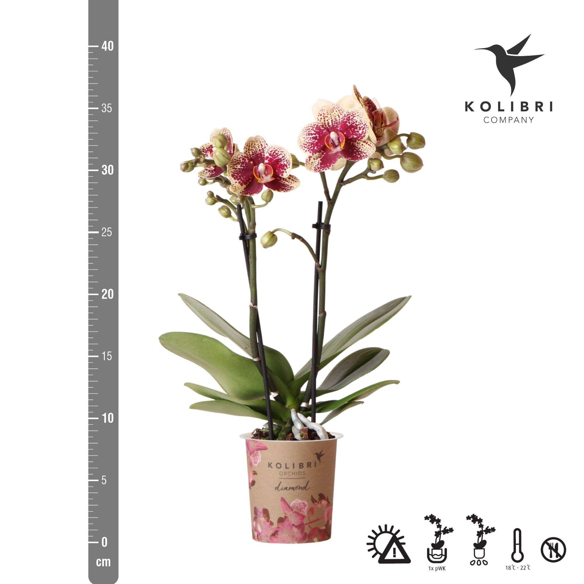 Kolibri Orchids | Gelbe rote Phalaenopsis-Orchidee - Spanien - Topfgröße Ø9cm | blühende Zimmerpflanze - frisch vom Züchter