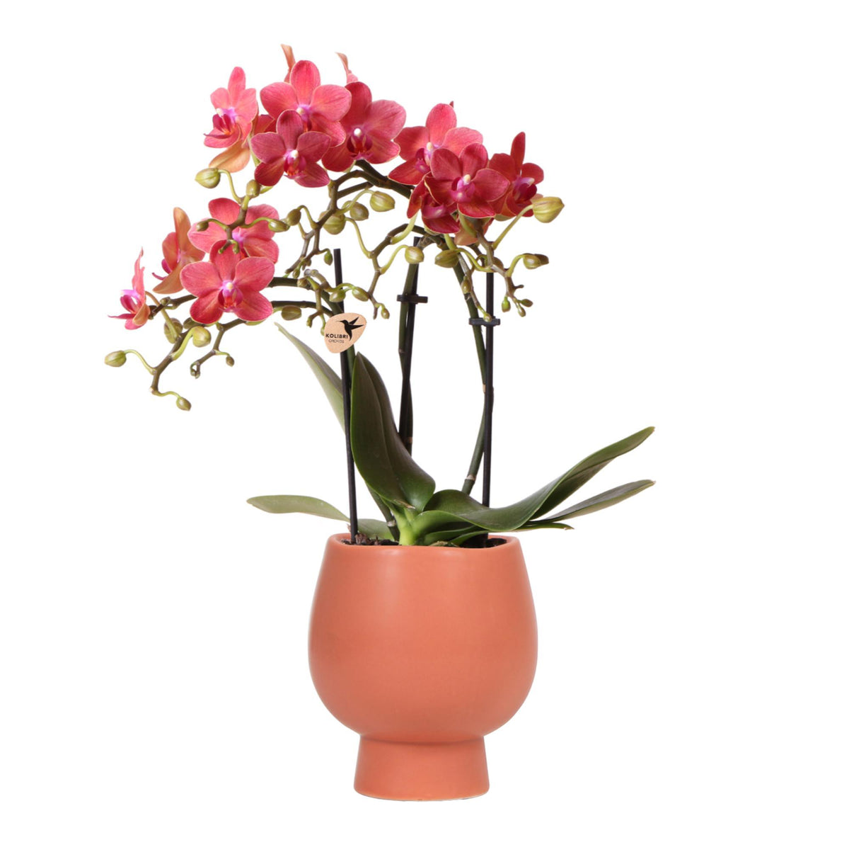 Kolibri Orchids | Rot/orange Phalaenopsis Orchidee - Kongo + Scandic Ziertopf Terracotta - Topfgröße Ø9cm - 40cm hoch | blühende Zimmerpflanze im Blumentopf - frisch vom Züchter