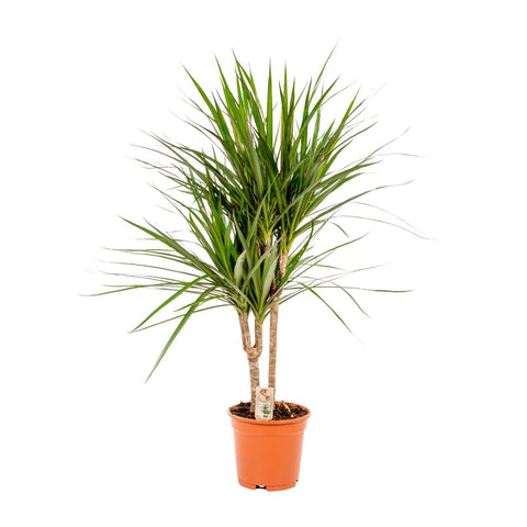 Dracaena Marginata - Ø17cm - ↕90cm