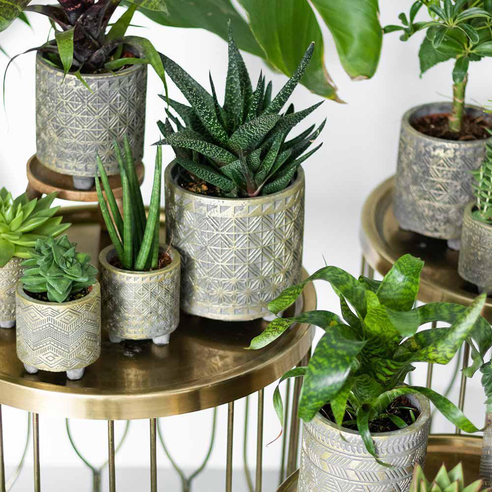 Kolibri Greens | Set mit 4 Sukkulenten - Grünpflanzen - Topfgröße Ø9cm