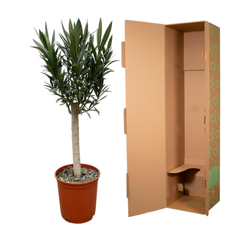Nerium Oleander auf Stamm mit roten Blüten - 110cm - Ø22
