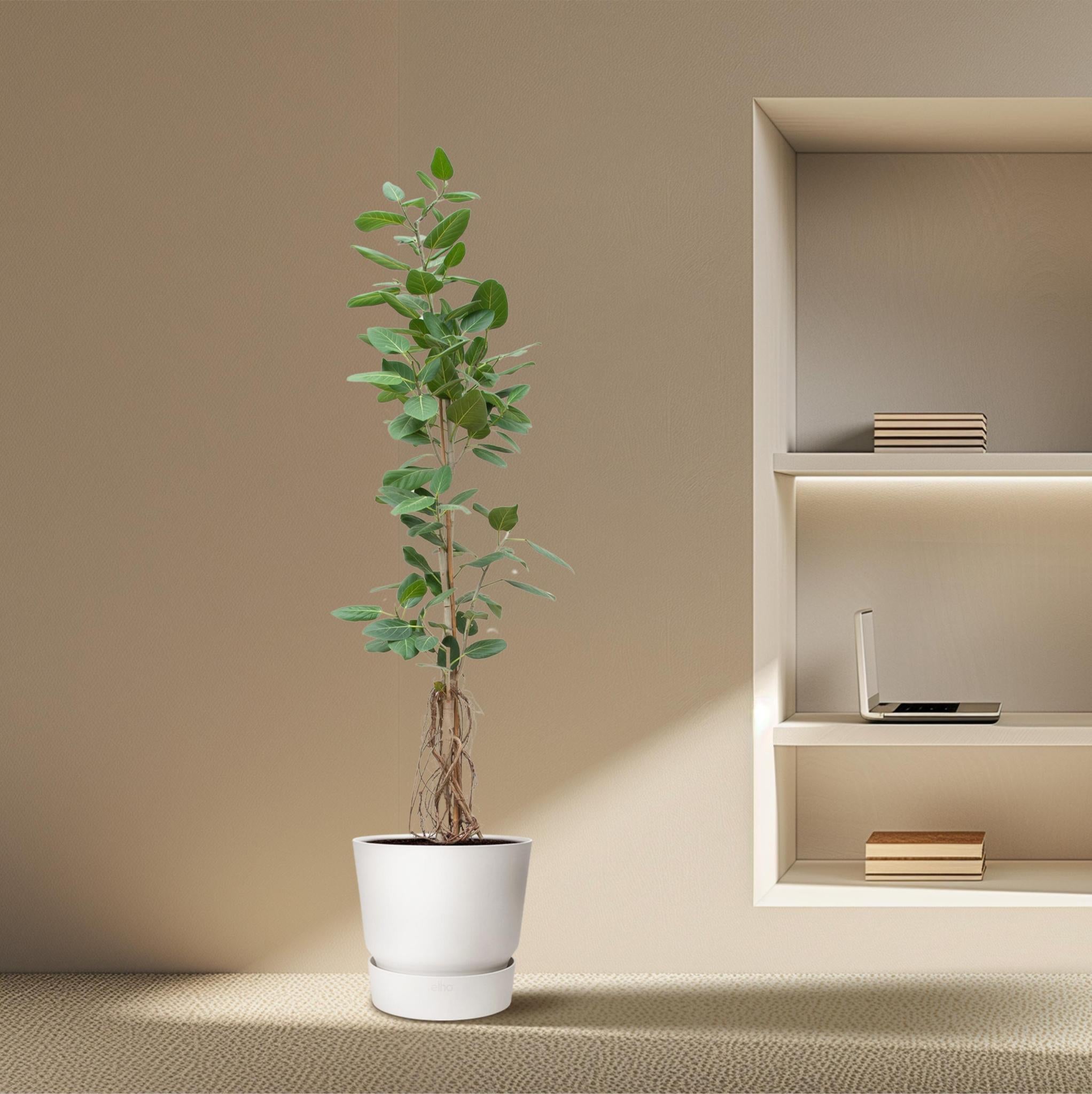 Ficus Benghalensis Audrey auf Stamm mit hängenden Wurzeln - 220cm - ø45