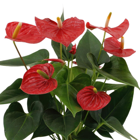 Anthurium Andreanum Esudo inkl. PURE Zink - 45cm - Ø12