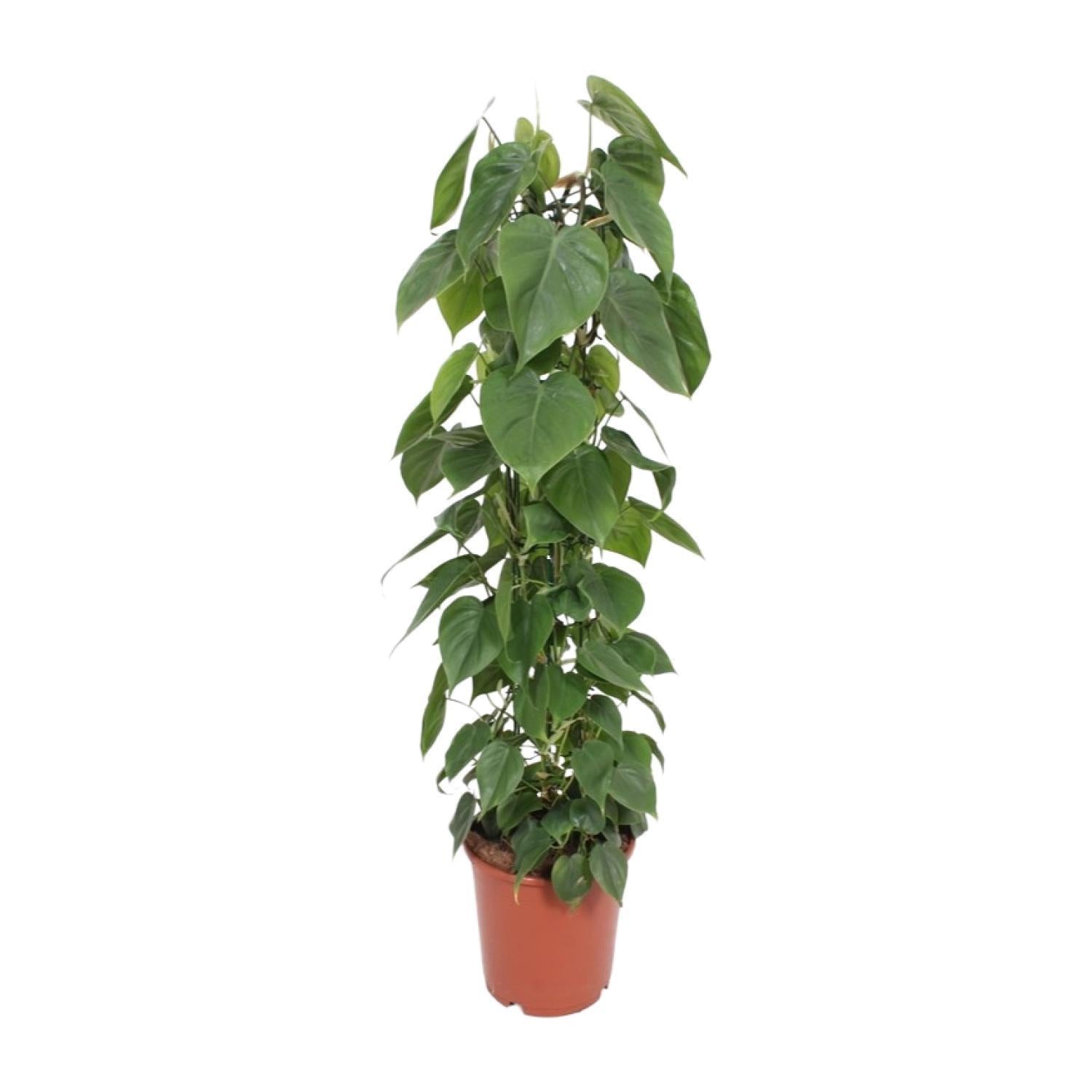 Philodendron Scandens - Ø24cm - ↕120cm