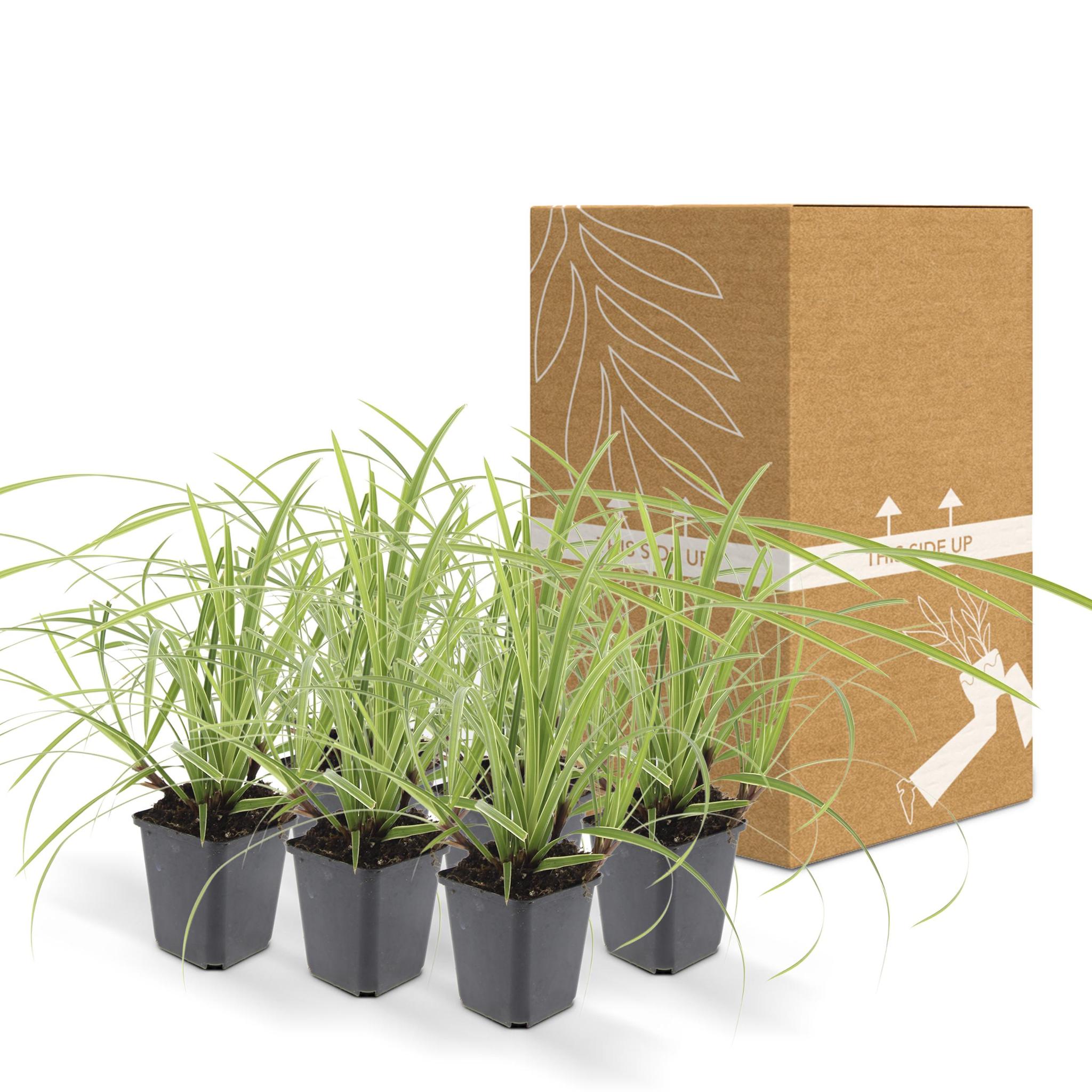 6x Carex morrowii 'Ice Dance' - ↕10-25cm - Ø9cm