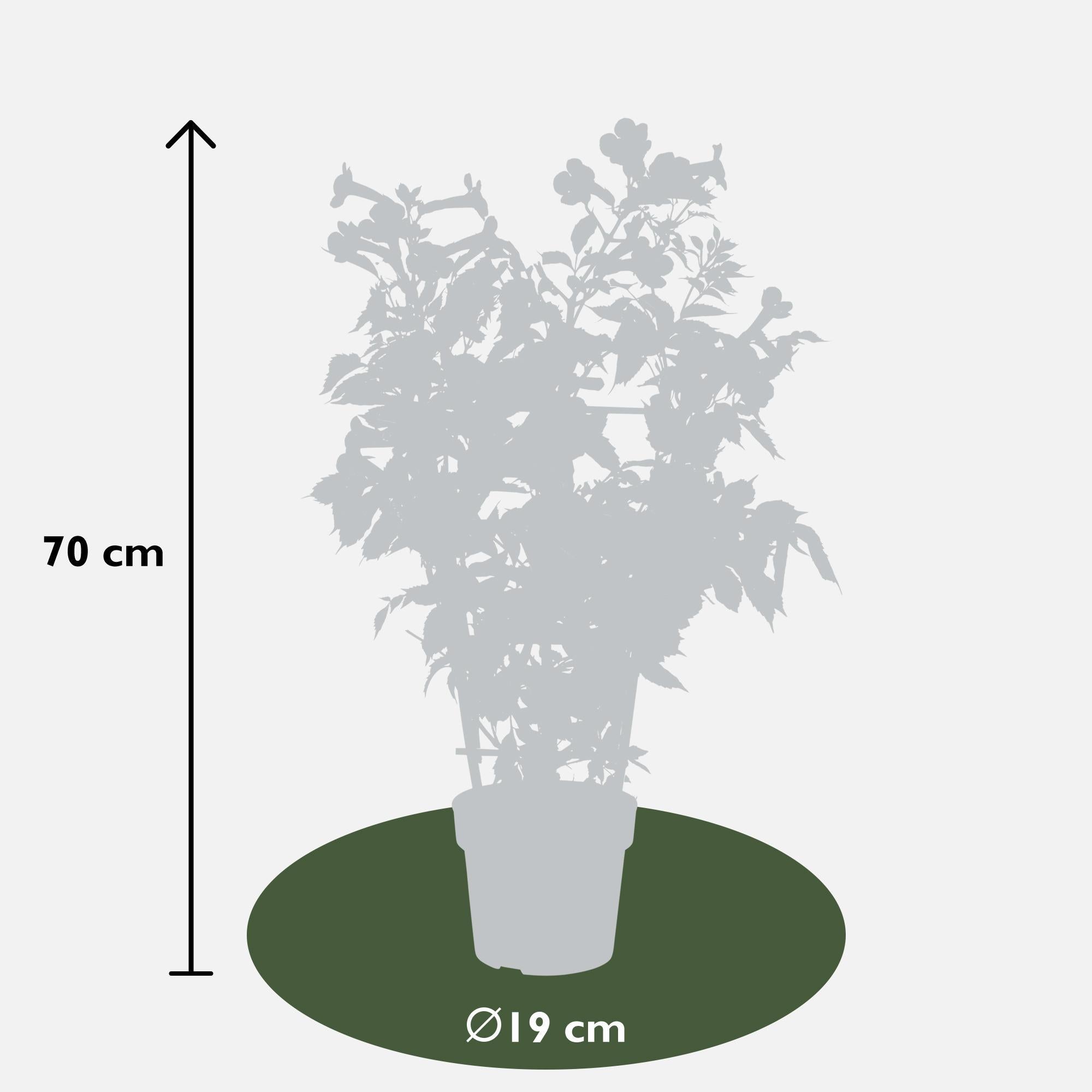 2x - Campsis 'Indian Summer' - ↨65cm - Ø15