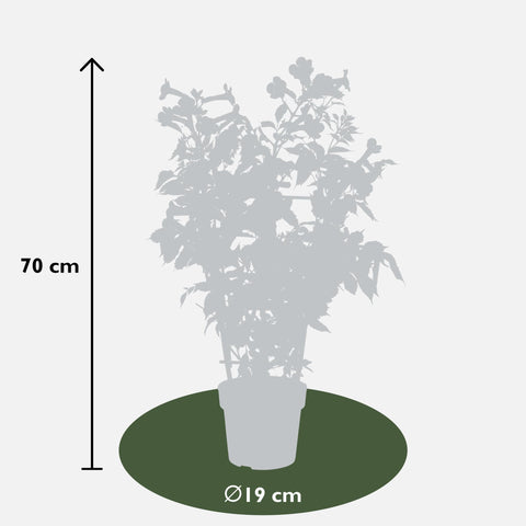 2x - Campsis 'Indian Summer' - ↨65cm - Ø15