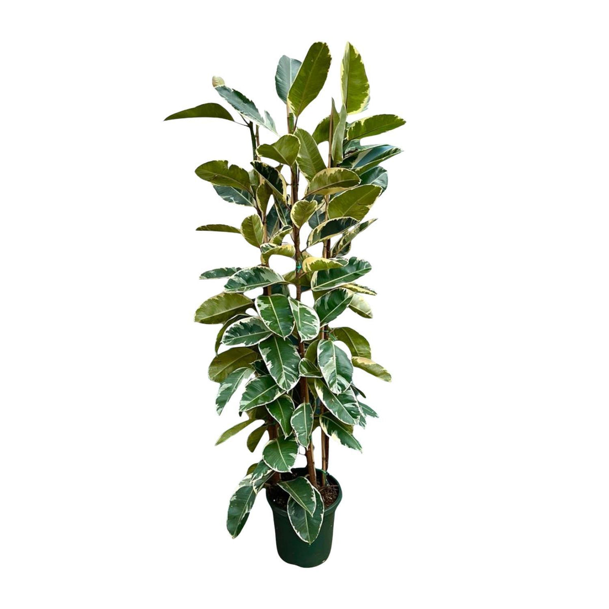 Ficus Elastica Tineke Strauch - 225cm - ø40