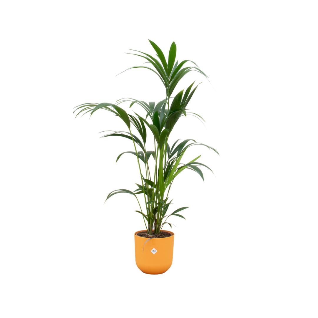 Kombi-Angebot - Kentia-Palme inkl. elho Jazz Rund Gelb Ø26 - 160 cm