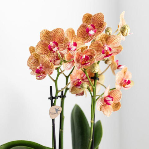 Kolibri Orchids | weiße Phalaenopsis Orchidee - Jamaica + Lush Topf - Topfgröße Ø9cm - 40cm hoch | blühende Zimmerpflanze im Blumentopf - frisch vom Züchter