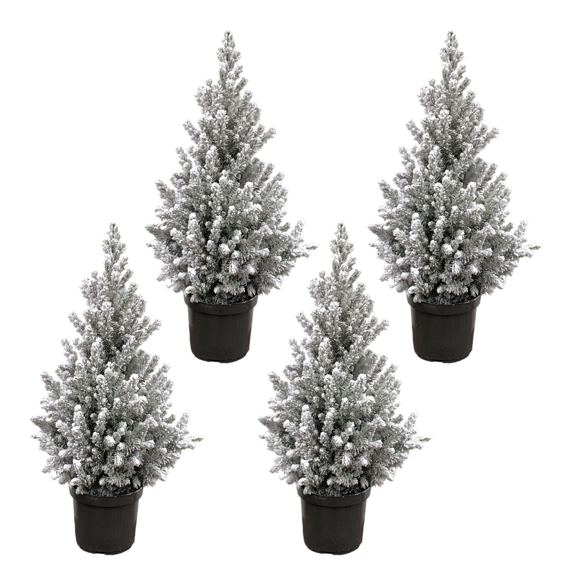 Weihnachtsbaum-Paket - 4x Picea mit Schnee - 60 cm