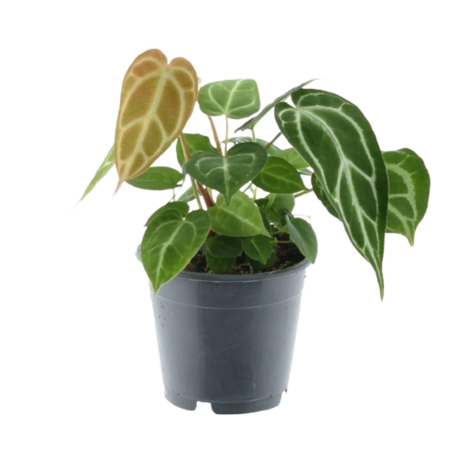 Grüne Mischung 3 Pflanzen - Monstera obliqua 'Monkey Leaf' - 25 cm - Ø12 - Philodendron Brandtianum - 35 cm - Ø12 - Anthurium Chrystallium - 35 cm - Ø12