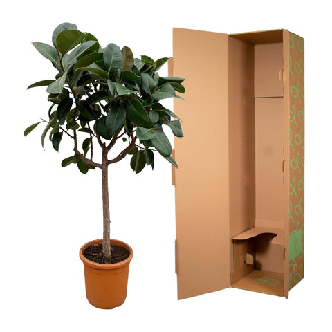 Ficus Elastica Robusta auf Stamm - 180 cm - ø30