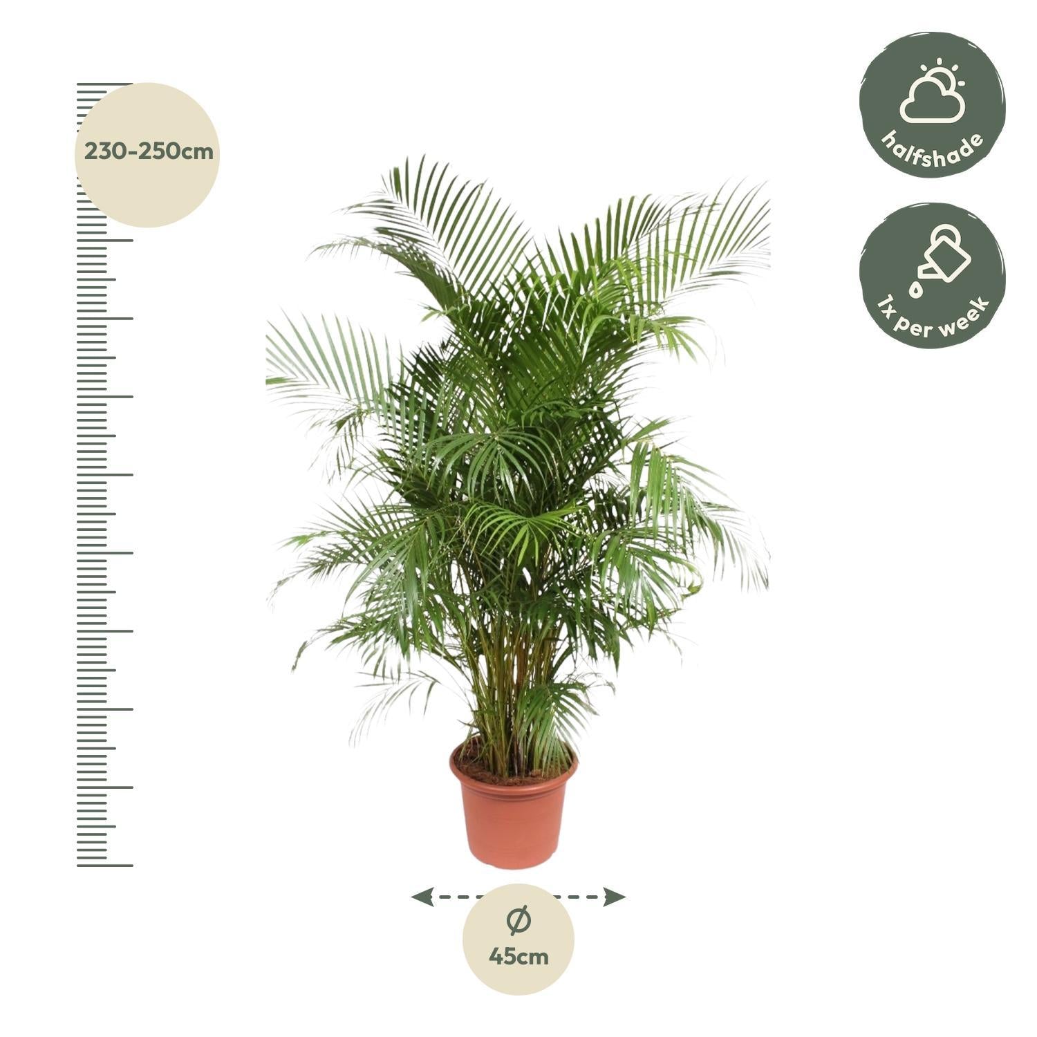 Dypsis Lutescens (Areca Palme) - 240 cm - ø45