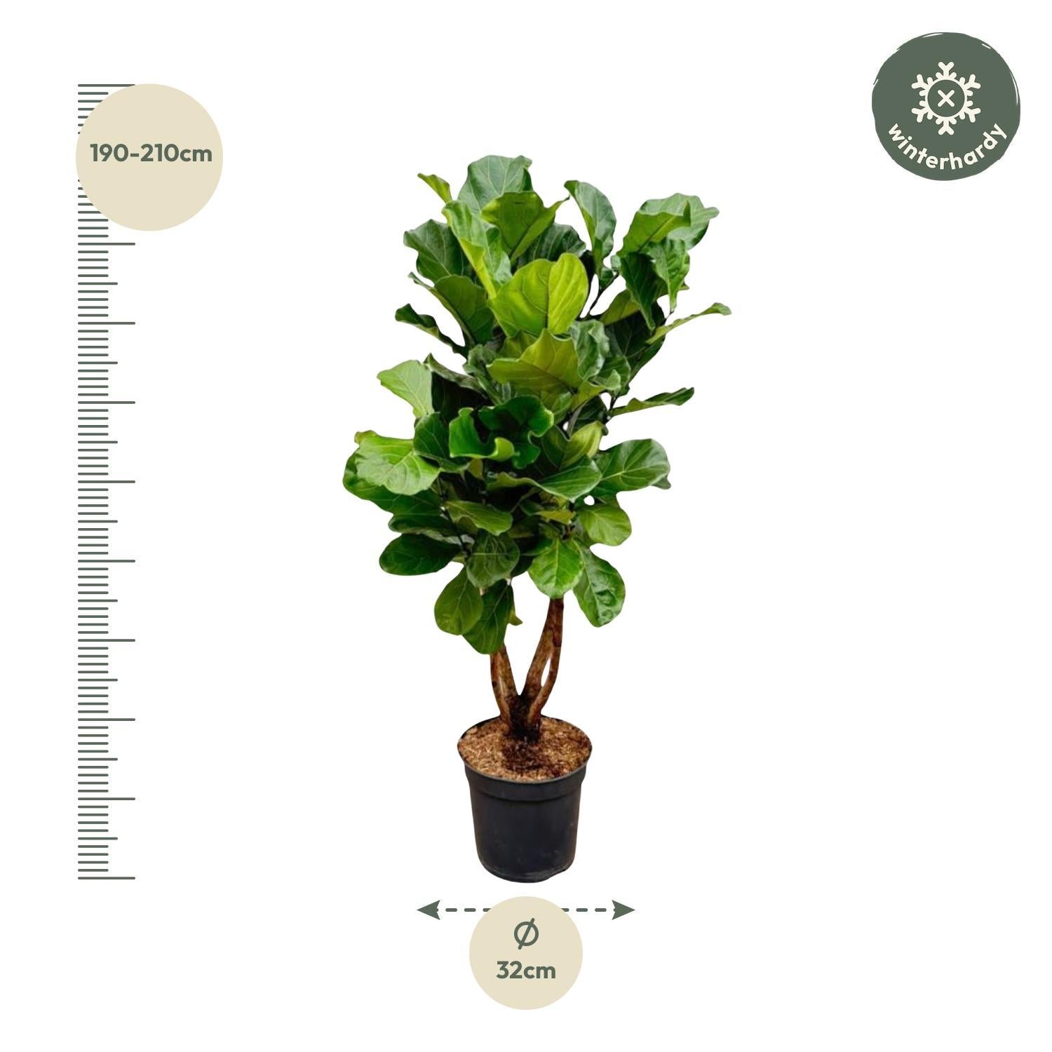 Ficus Lyrata verzweigt XL - 200cm - ø32