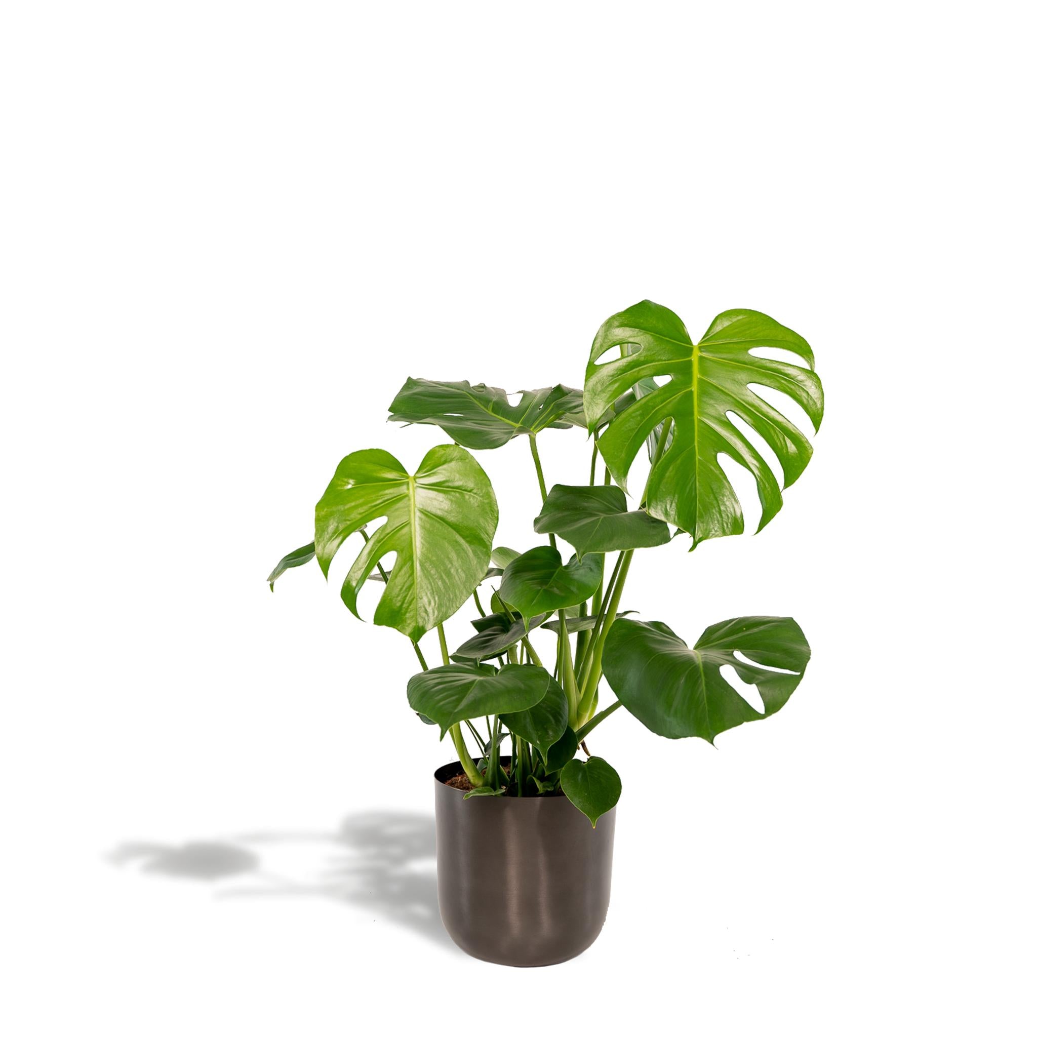 Monstera Deliciosa + Topf Mayk Lead - ↨80cm - Ø21cm