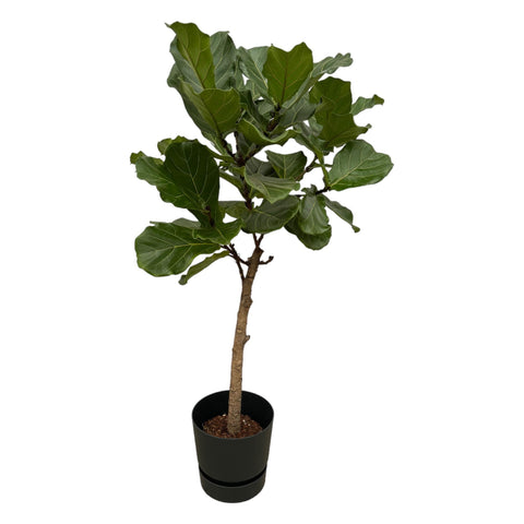 Ficus Lyrata Stamm inklusive elho Greenville Rund Schwarz - 160 cm - Ø30 cm