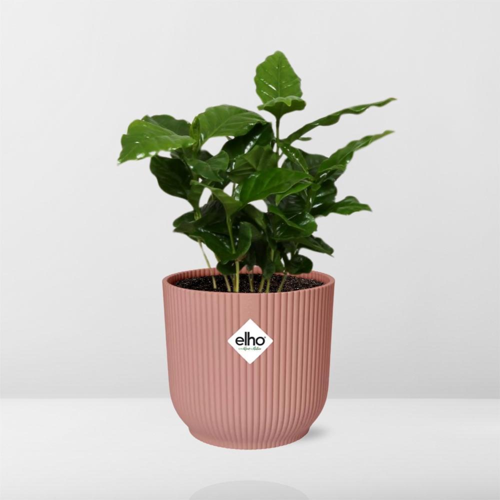 Coffea Arabica in ELHO Vibes Fold 14cm Rosa