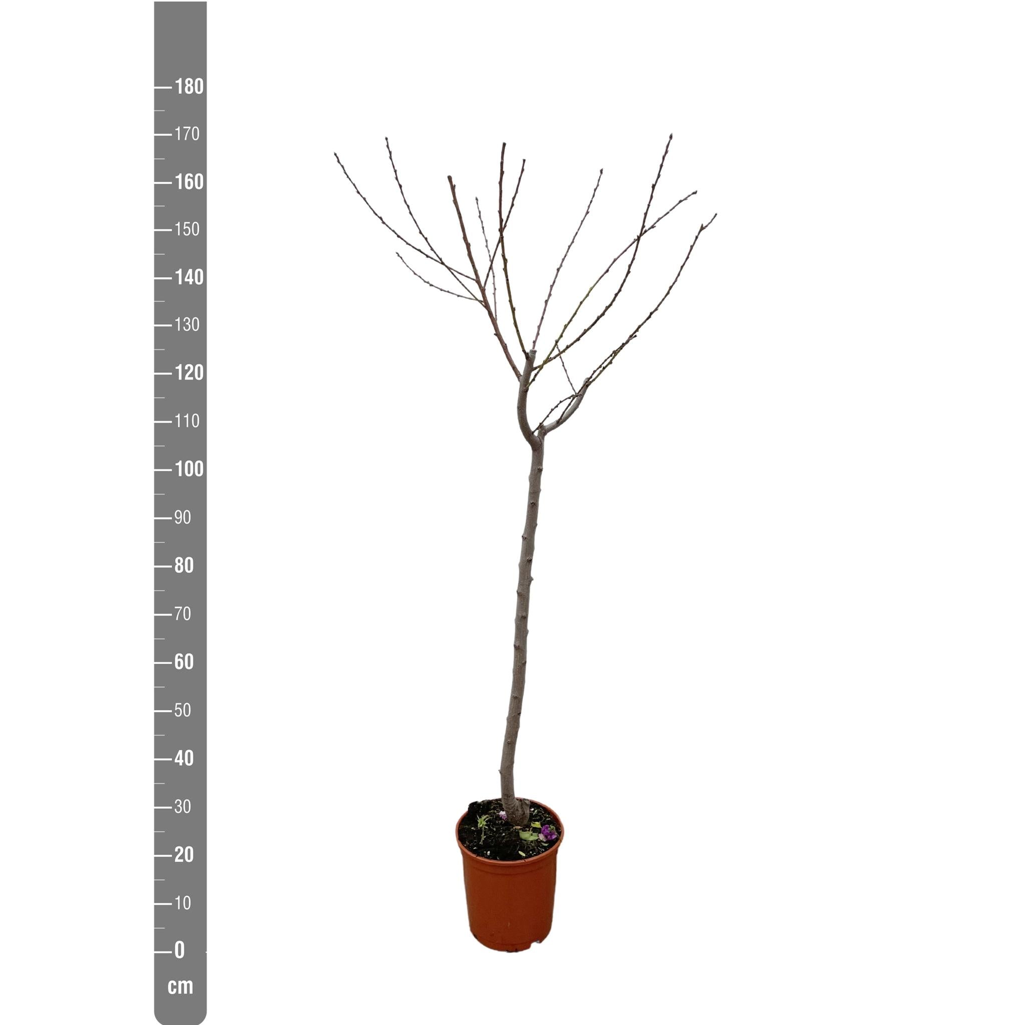 Juglans Walnuss - 170 cm - ø27