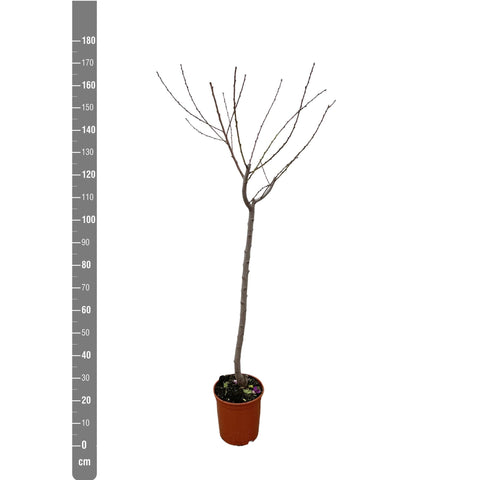 Juglans Walnuss - 170 cm - ø27