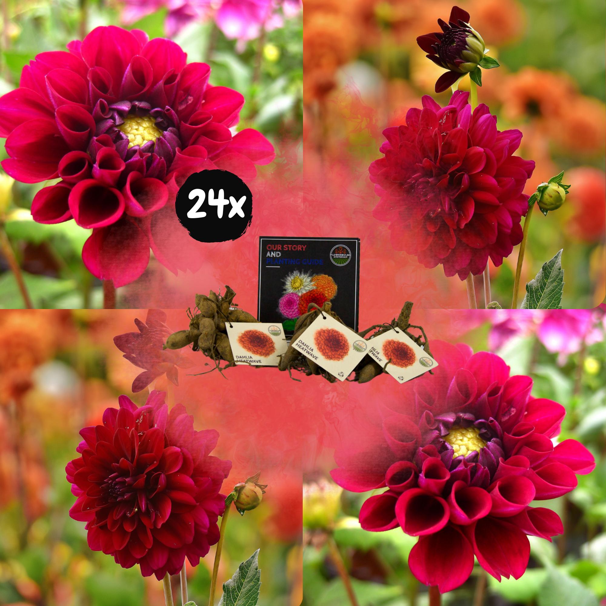 Flowerbulbs Amsterdam - 24x Dahlia Heatwave, Große tiefrote Blumen, 4 m2 Dahlienfreude