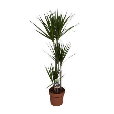 Dracaena Marginata - Ø21 ↕120