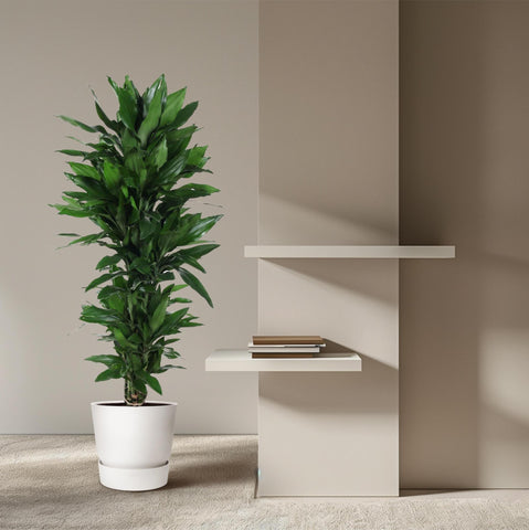 Dracaena Janet Lind verzweigt - 150 cm - ø31