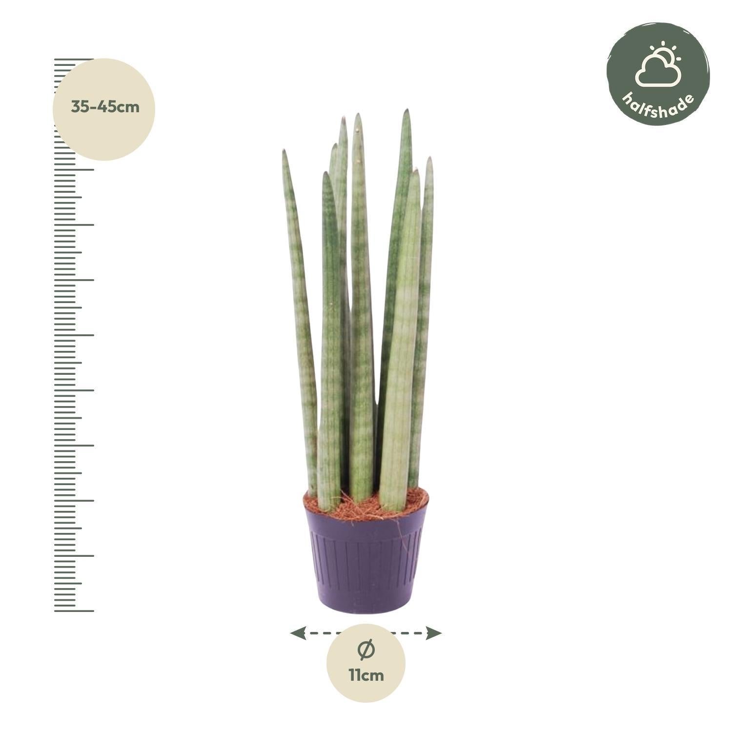 Sansevieria Cylindrica 'Spaghetti' - 40 cm - ø10,5