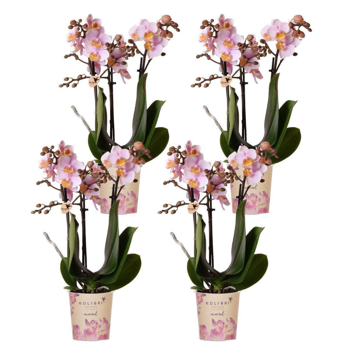 Kolibri Orchids | Kombi-Angebot von 4 rosa Phalaenopsis-Orchideen - Andorra - Topfgröße Ø9 cm | blühende Zimmerpflanze