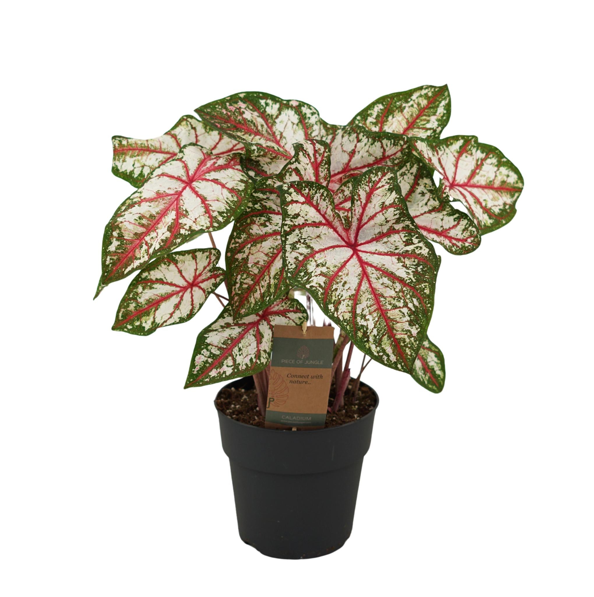 Caladium Tapestry - 65 cm - Ø21cm