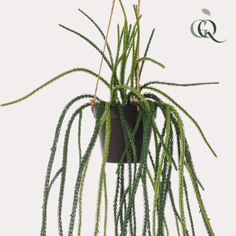 Kunstpflanze - Rhipsalis - Korallenkaktus - 85 cm