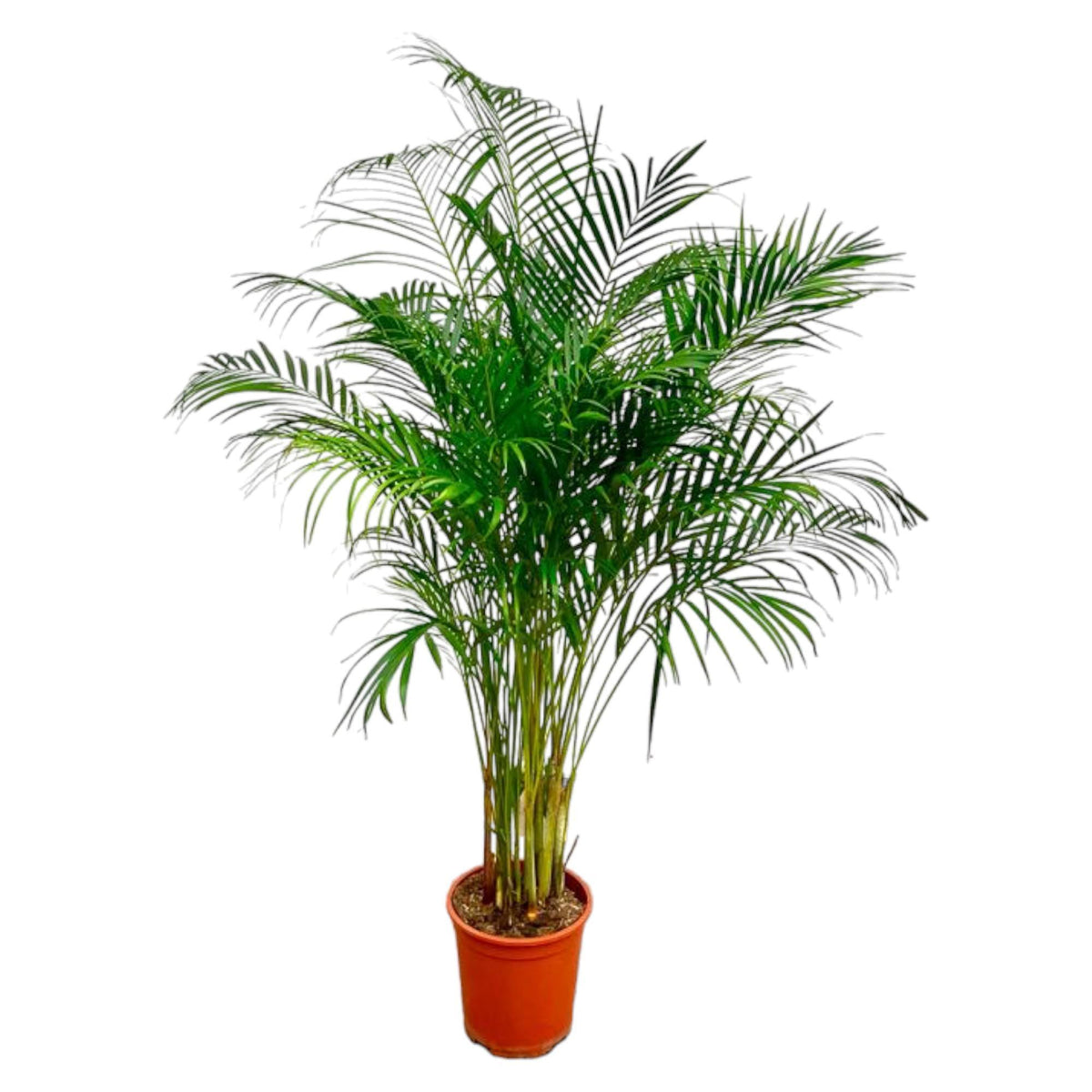 Dypsis Lutescens (Areca Palme) - 180 cm - ø24